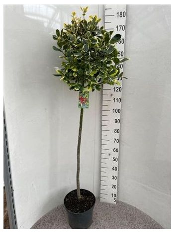 ILEX AL GOLDEN KING TÖRZSES