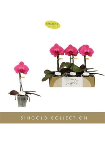 PHAL SINGOLO HILDA