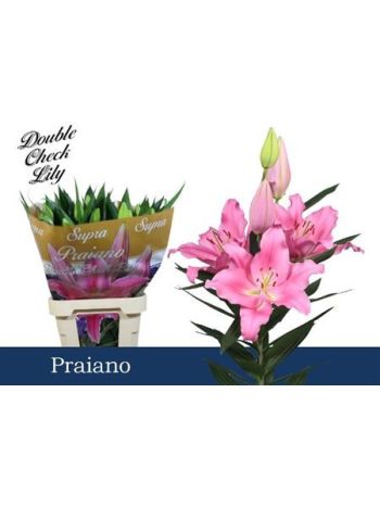 LI OR PRAIANO