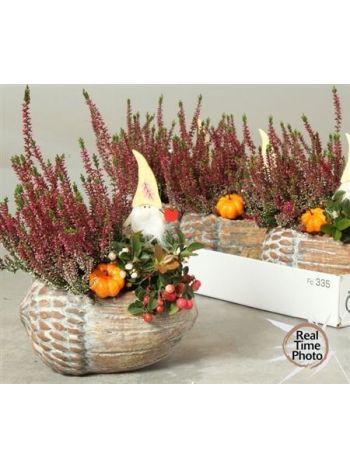 Ö. CALLUNA GAULT MAKK