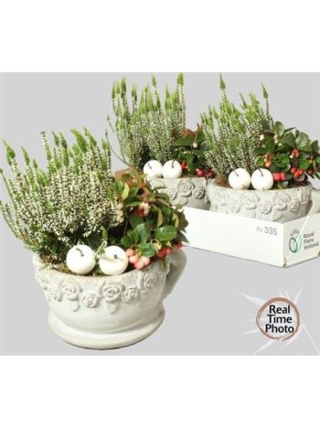 Ö. CALLUNA GAULT CSÉSZE