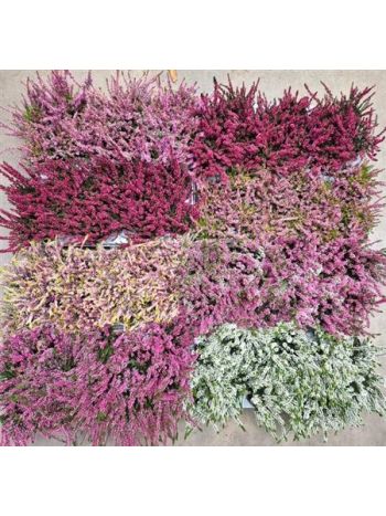 CALLU MIX