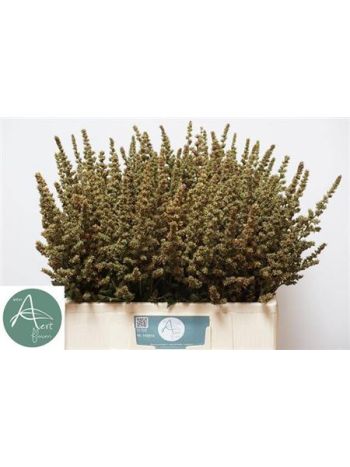 ASTIL AR ERIKA DECOR 60CM