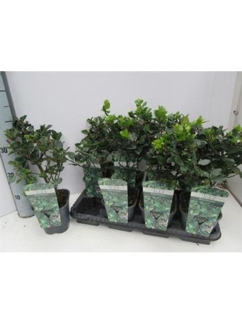 ILEX OV