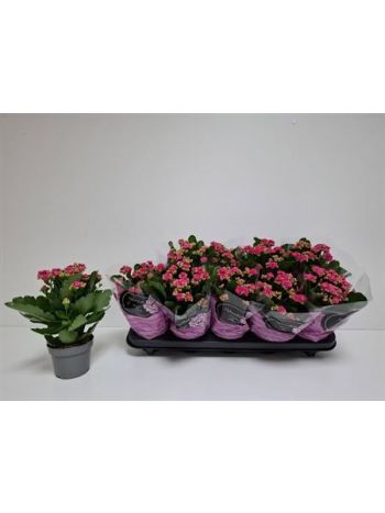 KAL ROSALIE PERFECT PURPLE