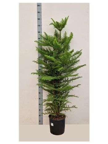 ARAUCARIA HETEROPHYLA 150 CM