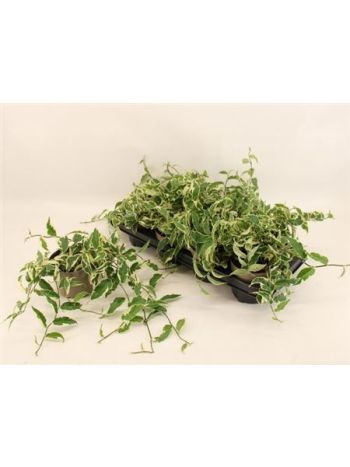 FICUS SAGITTATA