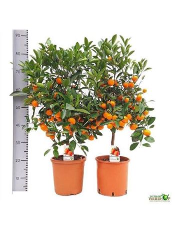 CITR MICROCARPA