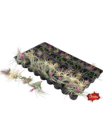 TILL AIRPLANT
