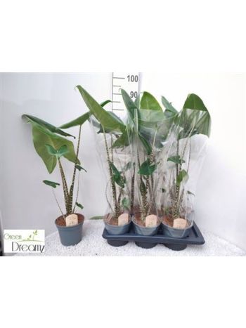 ALOC ZEBRINA