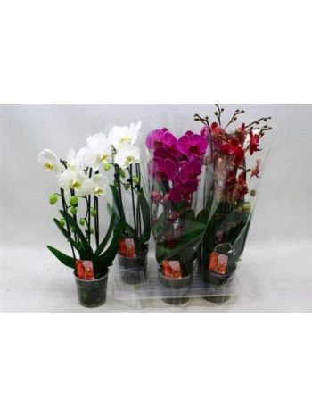PHAL 2 ÁG CASCADE