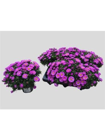 ASTER D ALPHA PINK