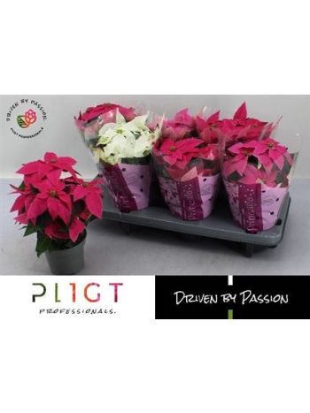 EUPHOR P PRI GEM