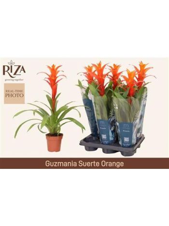 GUZM SUERTE ORANGE