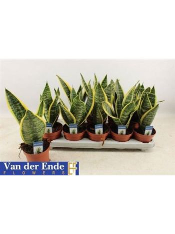 SANSEV FUTURA SUPERB