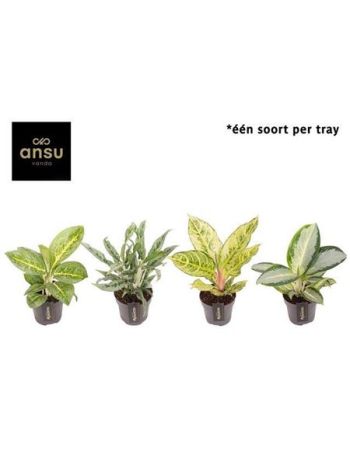 AGLAO GREEN MIX
