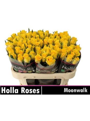 R GR MOONWALK 70CM