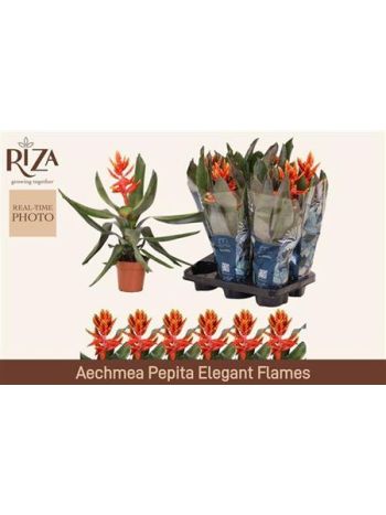 AECH PE ELEGANT FLAM