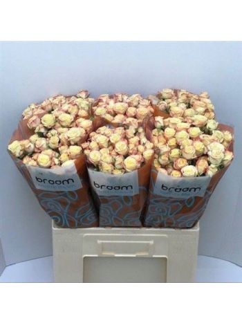 R TR CANDELICIOUS 60CM