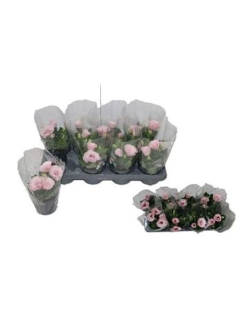 EUST JULIETTA PINK