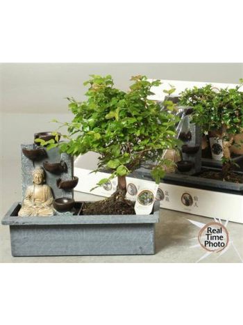 BONSAJOVÝ KLENOT SO ŠIŠKAMI