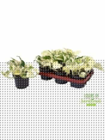 EPIPR HAPPY LEAF