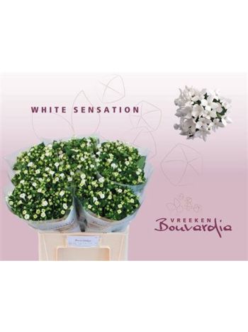 BOU EN WHI SENSATION