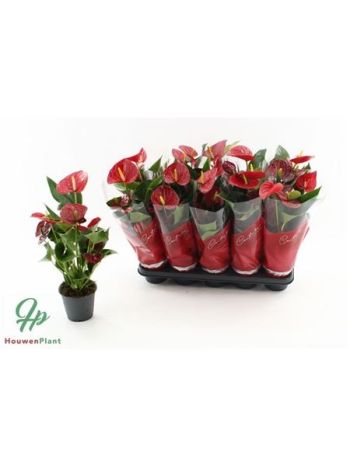 ANTHU AN SUCCESS RED