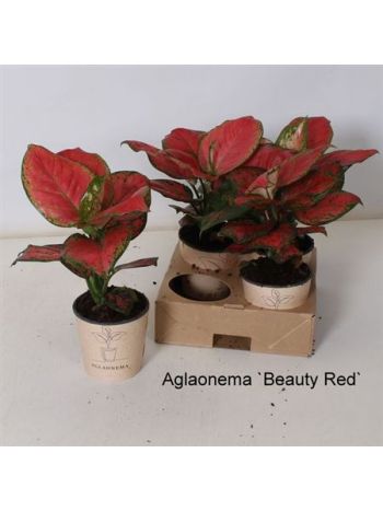 AGLAONEMA `BEAUTY`