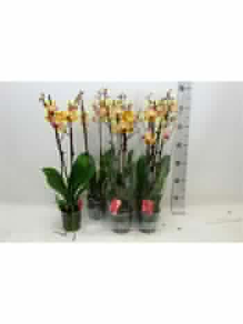 PHAL 2 ÁG PAPAGAYO