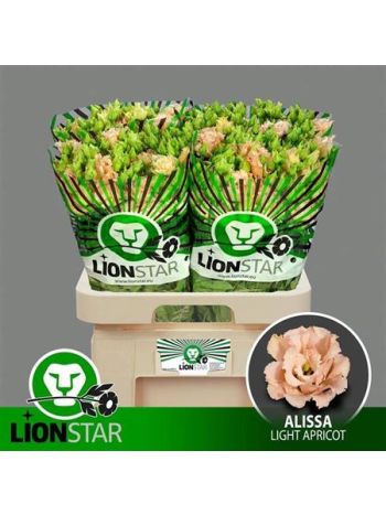 EUS G ALISSA L APRIC