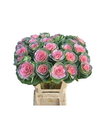 BRASS KLB H% - PINK 65CM