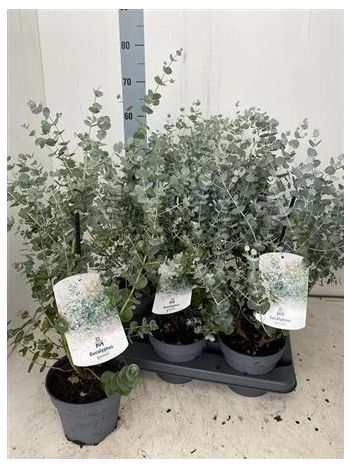 EUCAL GUNNII