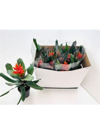 AECH PE ELEGANT FLAM