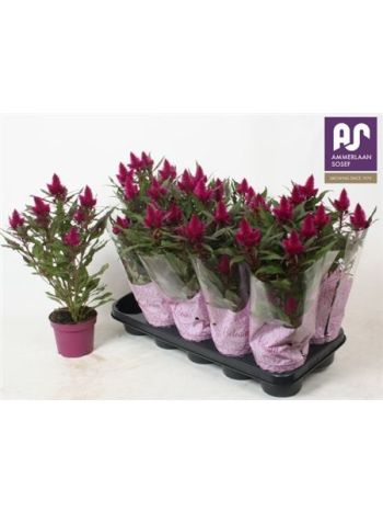 CELOS DEEP PURPLE