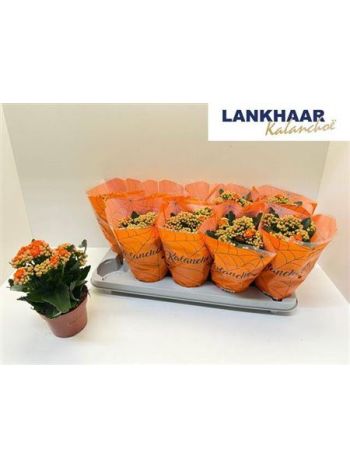 KAL ROSALIE PERFECT ORANGE
