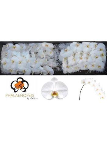 PHAL SENSATION BIELA