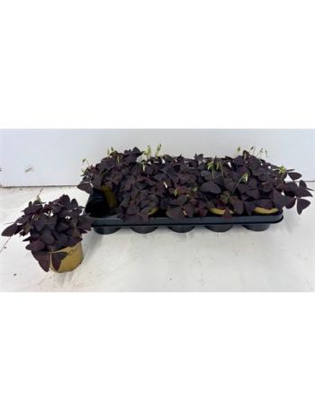 OXALIS TRIANGULARIS