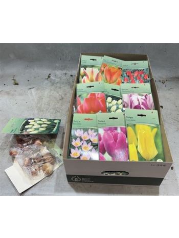 HAGYMA TULIPAN *40