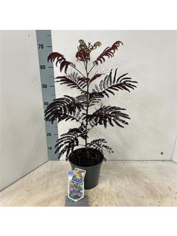 ALBIZIA JULIBRISSIN SUMMER CHOCOL
