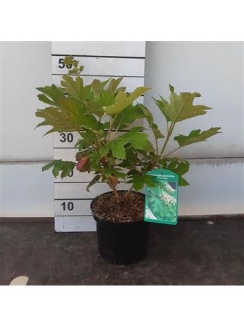 HYDR QUERCIFOLIA SNOW QUEEN