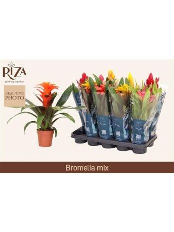 BROMELIA GEM 6 SRT