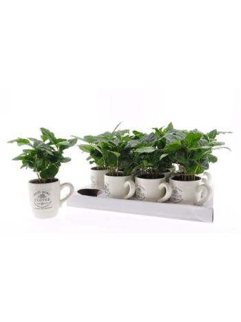COFFEA ARABICA