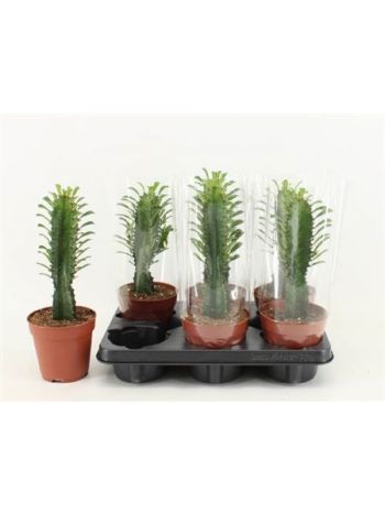 EUPHOR TRIGONA