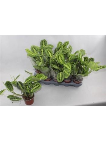 MARANTA LEMON