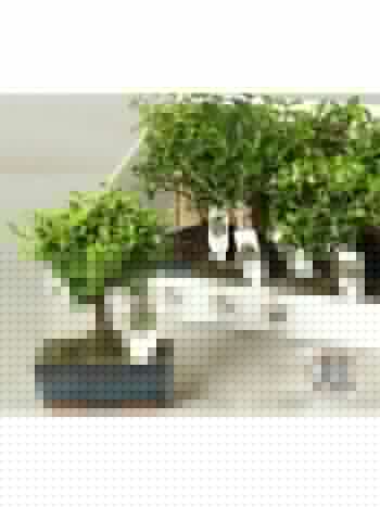 BONSAI GEM