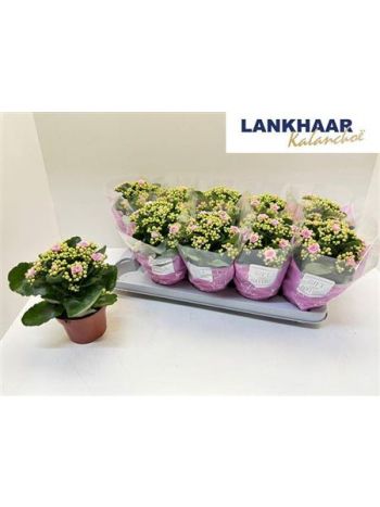 KAL ROSALIE PERFECTA PINK