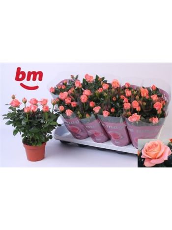RO CANDY BEAU MONDE