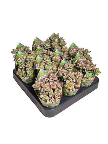 CRASSULA BREVIFOLIA - POT OE 6-5 WI