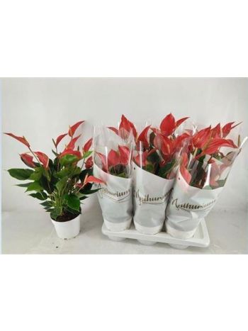 ANTHU BANDEROLA ROJA